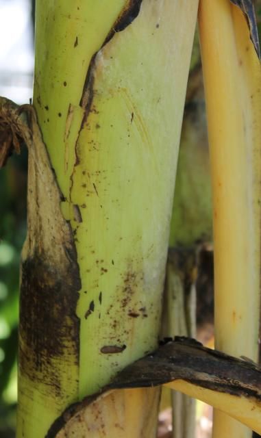 Figure 6. Bark - Musa spp.: banana