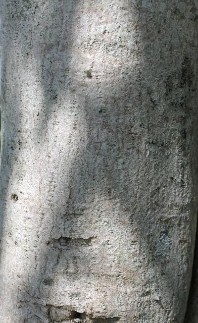 Figure 6. Bark - Nerium oleander: oleander