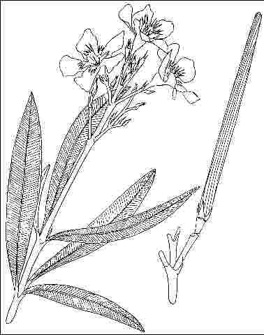 Figure 3. Flower