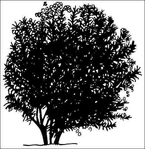 Figure 1. Middle-aged Nerium oleander 'Variegata': 'Variegata' Oleander