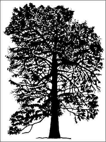 Figure 1. Mature Paulownia tomentosa: Princess-Tree.