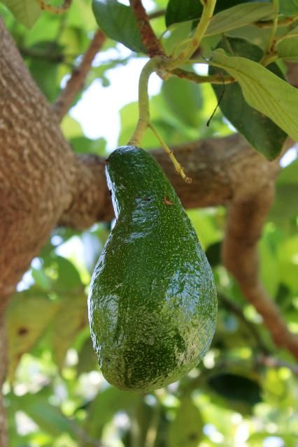 Figure 4. Fruit - Persea americana: avocado