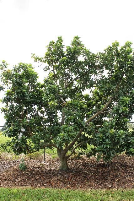 Figure 1. Full Form - Persea americana: avocado