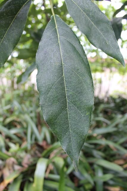 Figure 3. Leaf - Persea americana: avocado