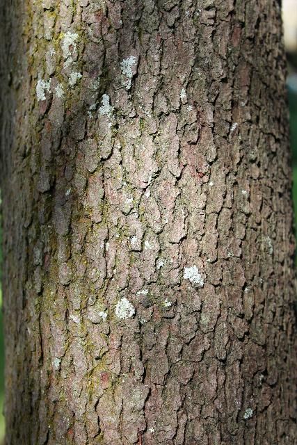 Figure 4. Bark - Persea borbonia: redbay