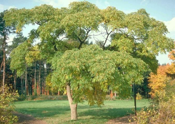 Figure 1. Middle-aged Phellodendron amurense 'Macho': 'Macho' Amur Corktree