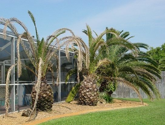 Figure 13. Canary Island date palms dying from Fusarium wilt spread by infested pruning tools