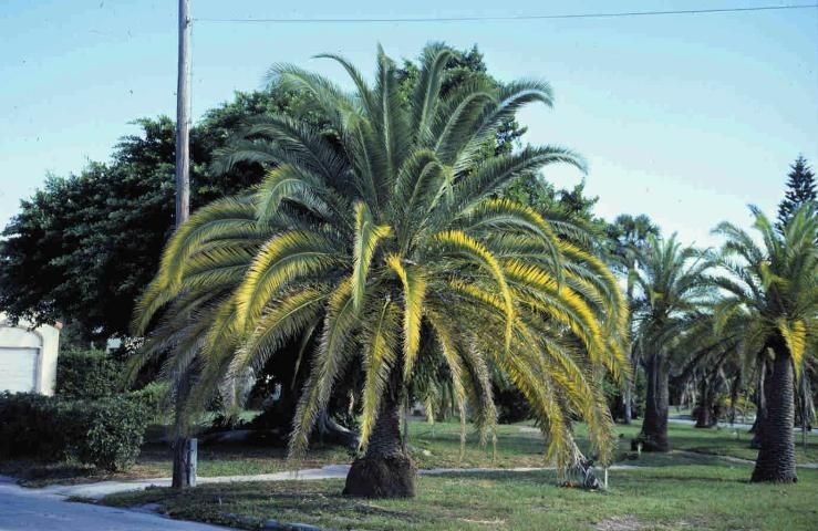Figure 4. Canary Island date palm showing potassium and magnesium deficiencies.