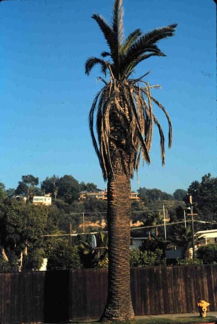 Figure 10. Canary Island date palm infected with Fusarium wilt.
