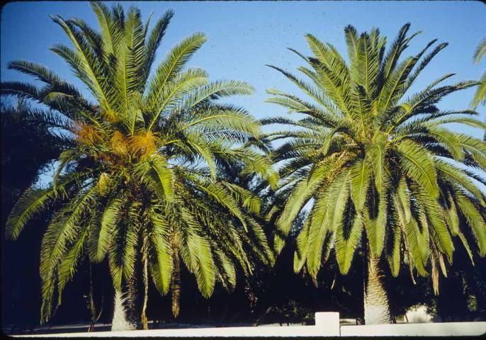 Figure 1. Healthy Canary Island date palms.