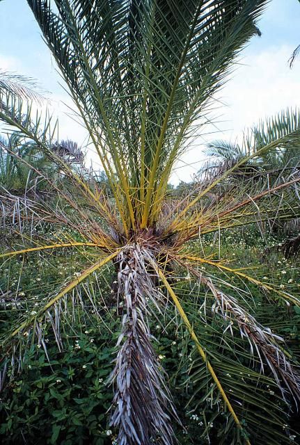 Figure 6. Canary Island date palm infested with palmetto weevils.