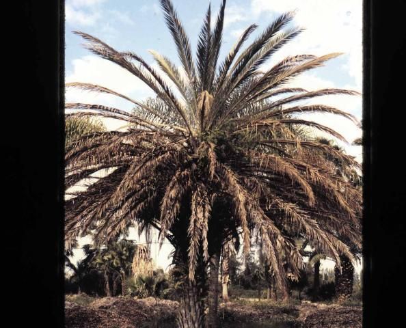 Figure 16. Lethal yellowing on Canary Island date palm.