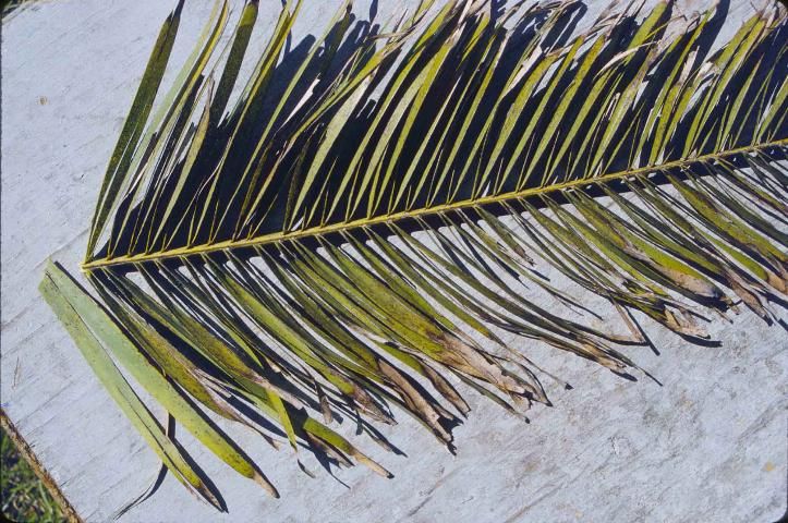 Figure 3. Potassium-deficient older leaf tip of Canary Island date palm.