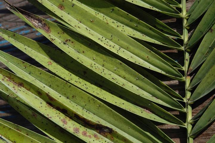 Figure 9. Canary Island date palm leaf with Graphiola leaf spot. Larger brown lesions are caused by Stigmina leaf spot.