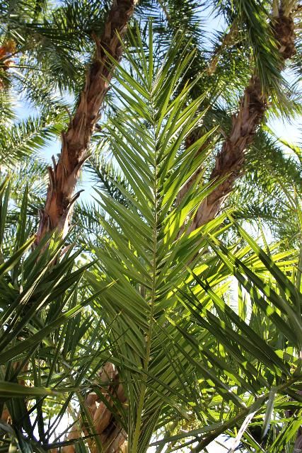 Figure 3. Leaf - Phoenix reclinata: senegal date palm