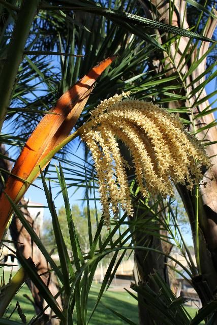 Figure 4. Flower - Phoenix reclinata: senegal date palm