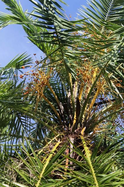 Figure 5. Fruit - Phoenix reclinata: senegal date palm