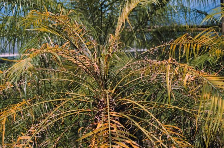 Figure 6. Manganese deficiency on pygmy date palm. Note curling or frizzling of leaflets towards the base of the le