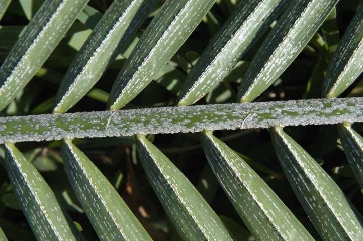 Figure 10. Naturally occurring whitish material on young leaf of pygmy date palm