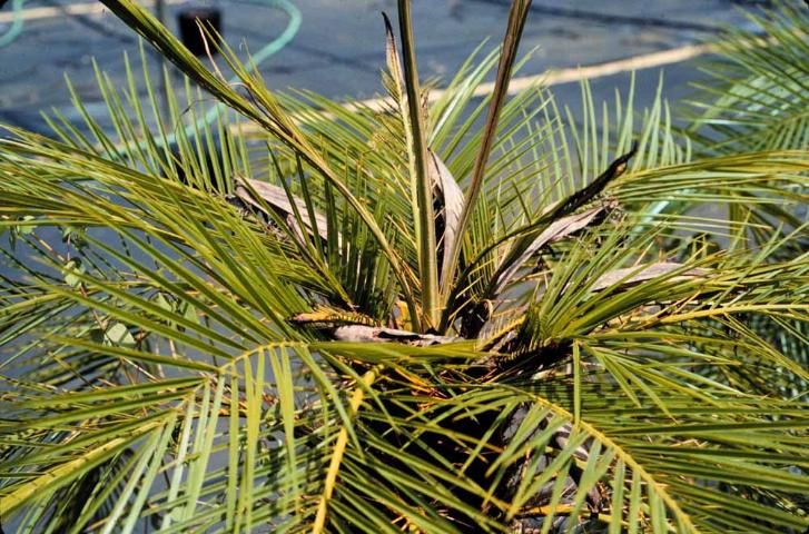 Figure 7. Boron-deficient pygmy date palm showing multiple unopened spear leaves