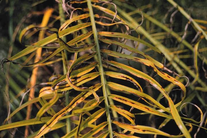 Figure 5. Manganese deficiency on pygmy date palm showing necrotic streaking on leaflets