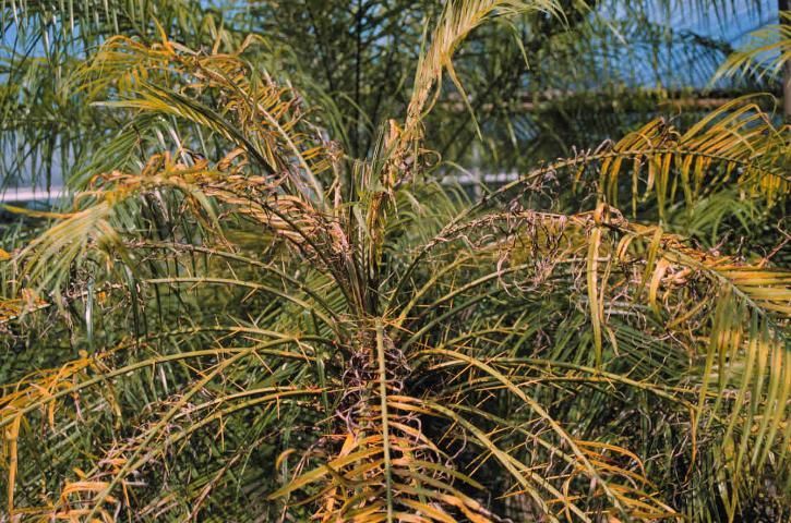 Manganese deficiency on pygmy date palm. Note curling or frizzling of leaflets towards the base of the le