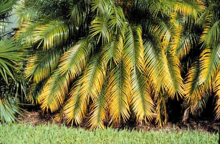 Magnesium deficiency on pygmy date palms