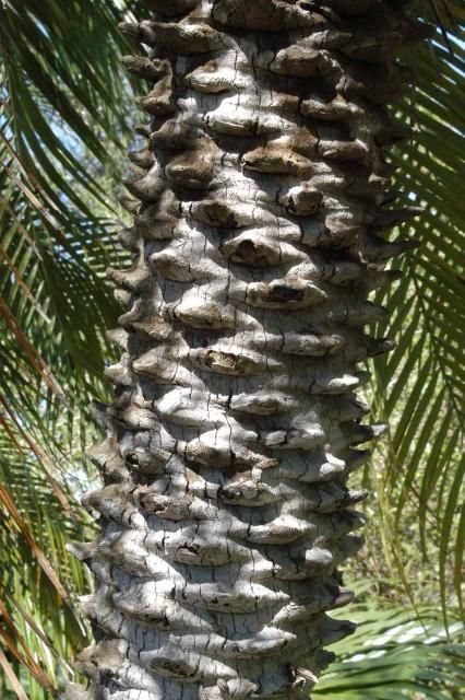 Trunk of pygmy date palm