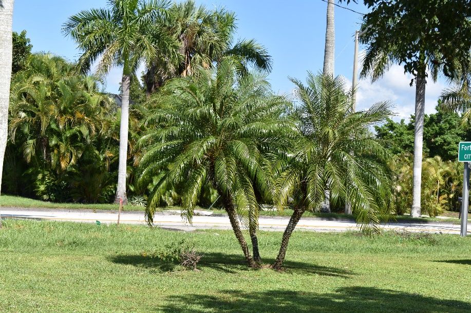 Pygmy date palm