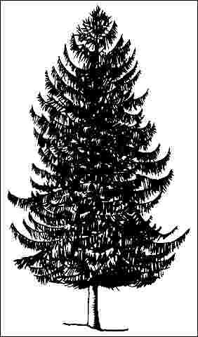 Figure 1. Mature Picea abies: Norway Spruce