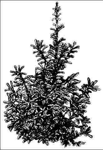Figure 1. Young Picea glauca: White Spruce
