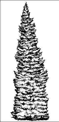 Figure 1. Mature Picea omorika: Serbian Spruce