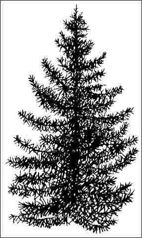 Figure 1. Young Picea orientalis: Oriental Spruce