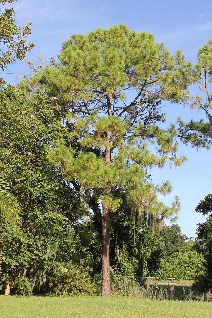 Figure 1. Full Form - Pinus elliottii: slash pine