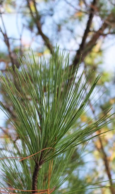 Figure 3. Leaf - Pinus elliottii: slash pine