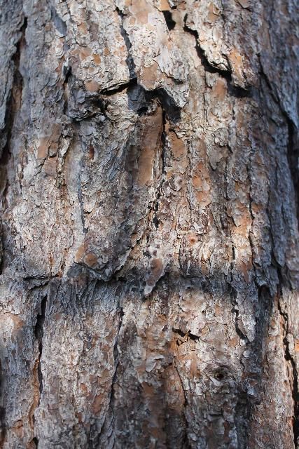 Figure 5. Bark - Pinus elliottii: slash pine
