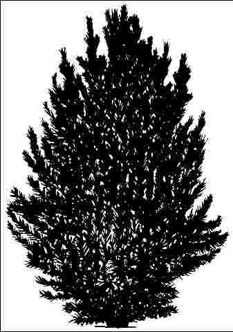 Figure 1. Young Pinus flexilis: Limber Pine