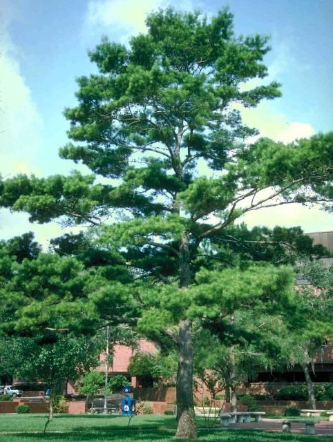 Figure 1. Mature Pinus glabra: Spruce Pine