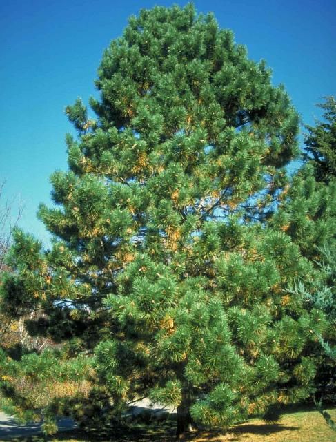 Figure 1. Middle-aged Pinus nigra: Austrian Pine