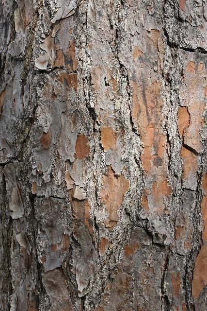 Figure 6. Bark - Pinus palustris: longleaf pine