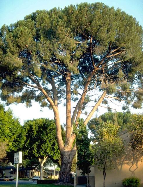 Figure 1. Mature Pinus pinea: Stone Pine