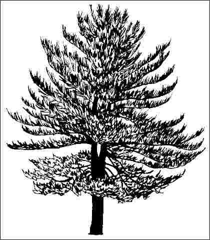 Figure 1. Middle-aged Pinus strobus: Eastern White Pine