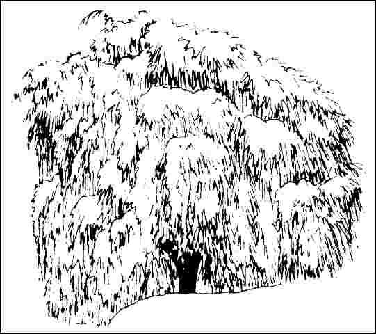 Figure 1. Mature Pinus strobus 'Pendula': 'Pendula' Eastern White Pine