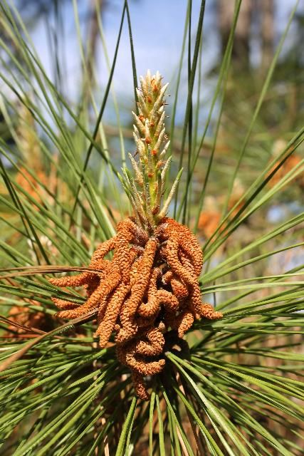 Figure 4. Cone, Young - Pinus taeda: loblolly pine
