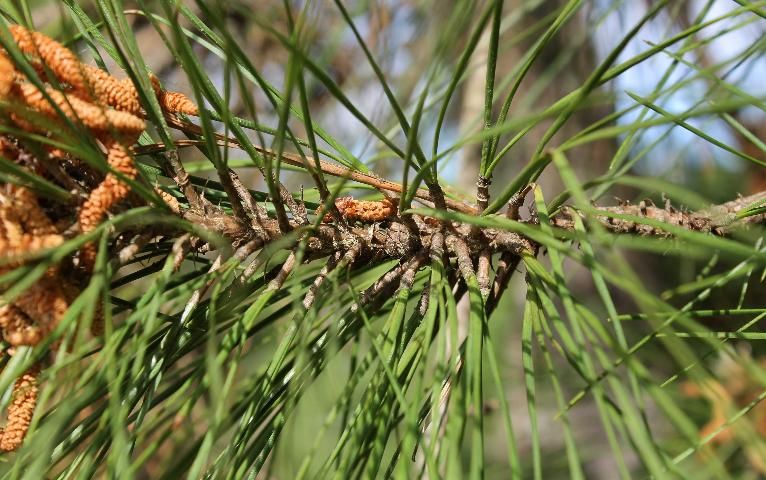 Figure 3. Leaf - Pinus taeda: loblolly pine