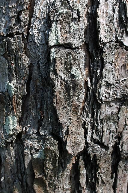 Figure 6. Bark - Pinus taeda: loblolly pine