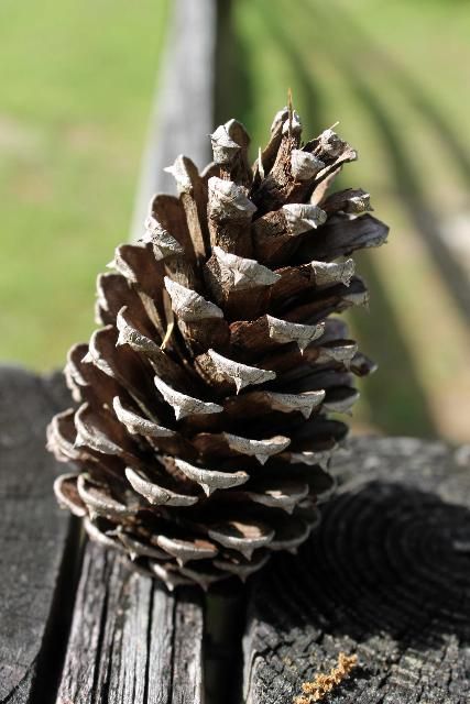 Figure 5. Cone, Mature - Pinus taeda: loblolly pine