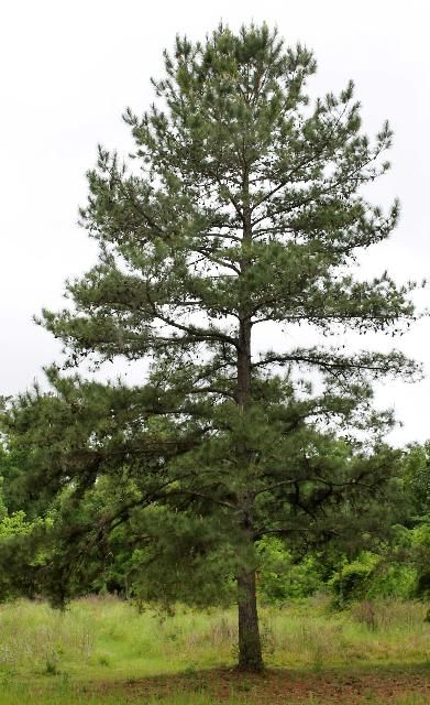 Figure 1. Full - Pinus taeda: loblolly pine
