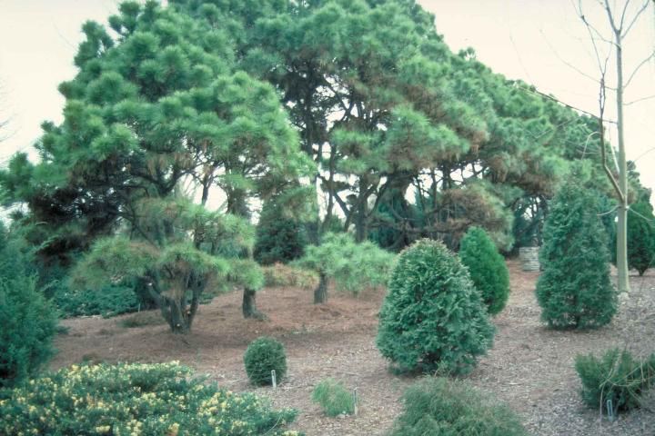Figure 1. Young Pinus taeda 'Nana': 'Nana' Loblolly Pine