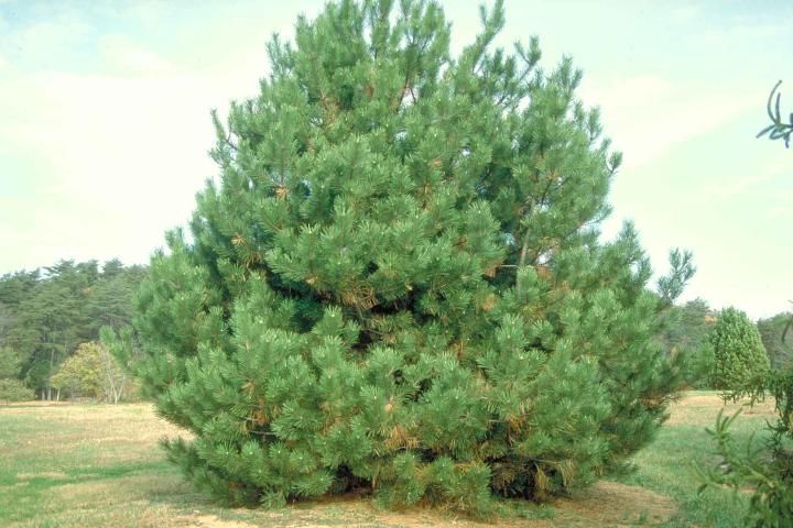 Figure 1. Middle-aged Pinus thunbergiana: Japanese Black Pine